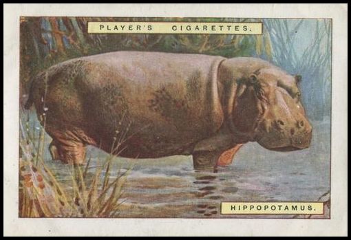 5 Hippopotamus